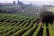 Ornellaia Vineyards