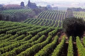 Ornellaia Vineyards